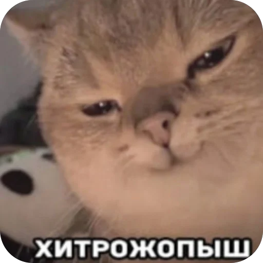 Адм by @karolinagayden - 