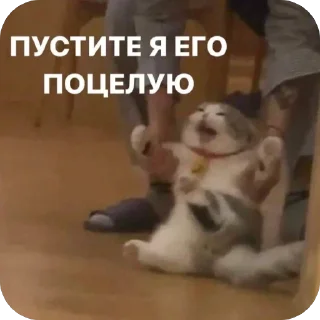 Стикер Адм by @karolinagayden - 4