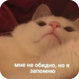 Стикер Адм by @karolinagayden - 6