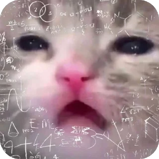 Стикер Адм by @karolinagayden - 10