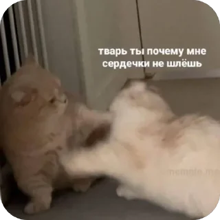 Стикер Адм by @karolinagayden - 5