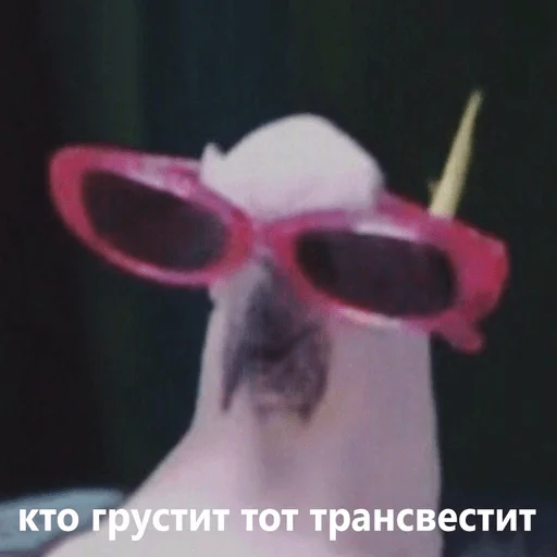 Sticker Adrian_opacha - 1