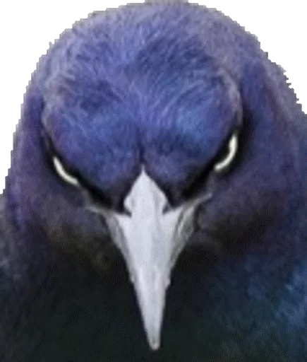 Стикер AdrienMemes - 1