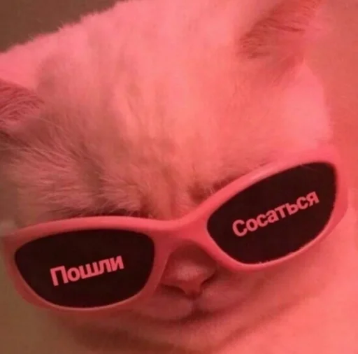 cat accessory goggles