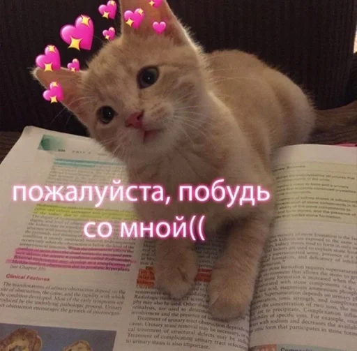 text small to medium-sized cats domestic cat