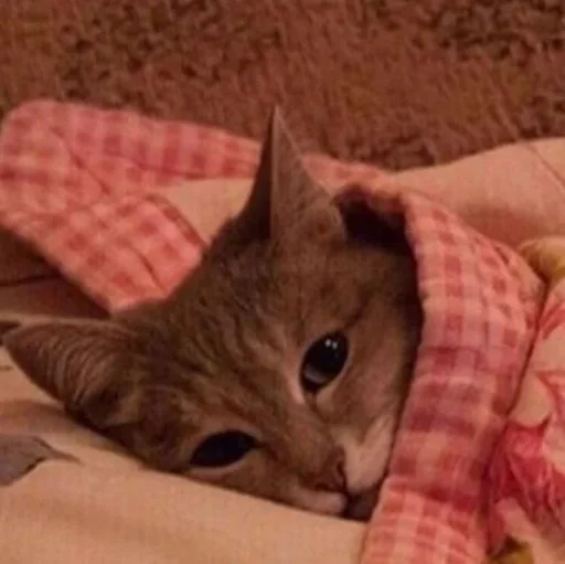 indoor small to medium-sized cats felidae