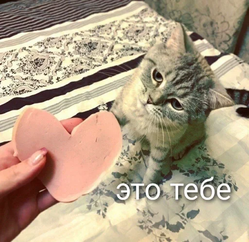 mammal small to medium-sized cats animal