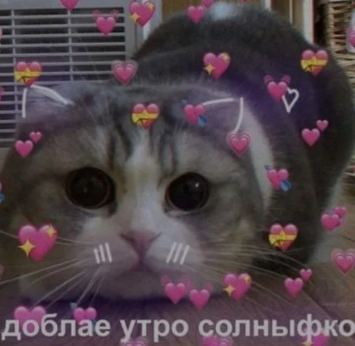 small to medium-sized cats cat domestic cat