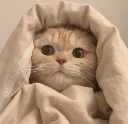 animal small to medium-sized cats indoor