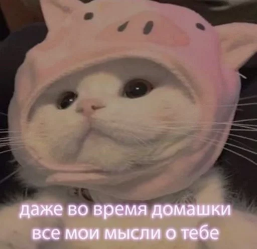 text small to medium-sized cats cat