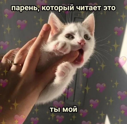 animal mammal small to medium-sized cats