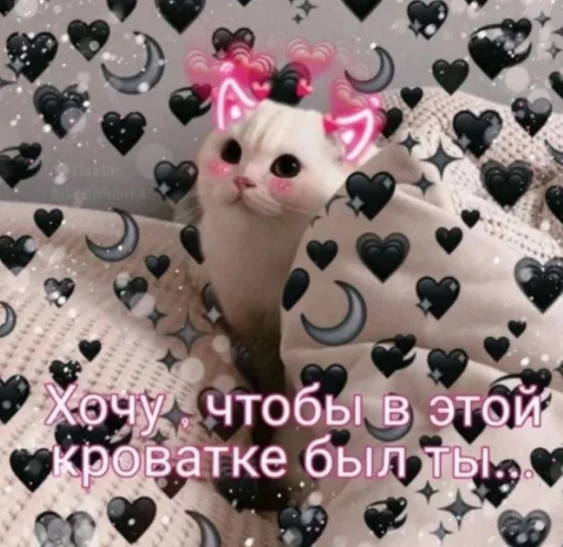 toy birthday cake cat