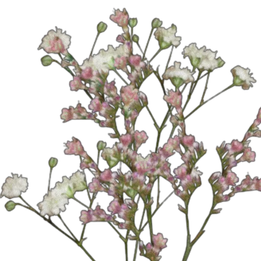 растение цветок лепесток