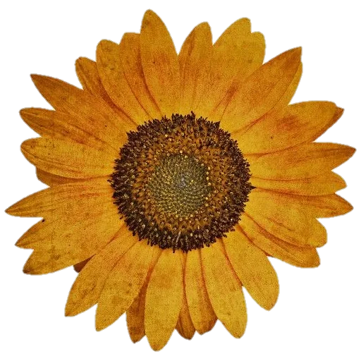 цветок растение лепесток