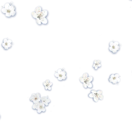 цветок черно-белый