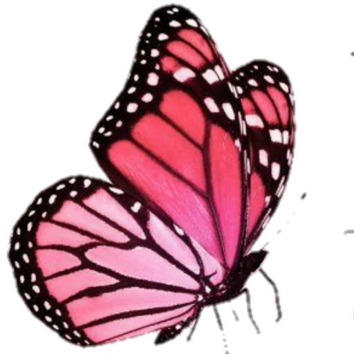 беспозвоночный животное бабочка