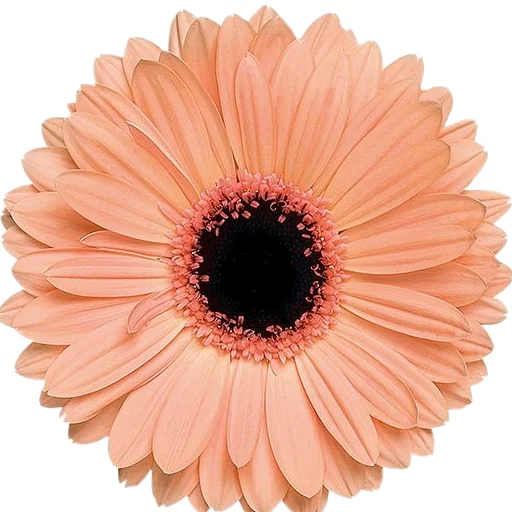 цветок растение Африканская ромашка