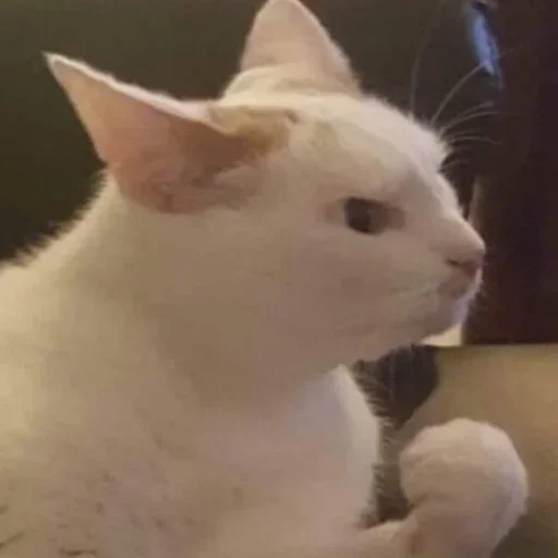 животное млекопитающее кошка