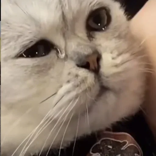 Sticker AgIPULd_by_achestickbot - 1