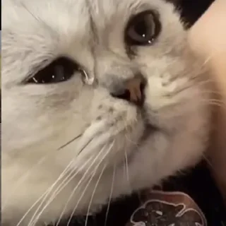 Sticker Больше стиков тут: @stikery4 - 2