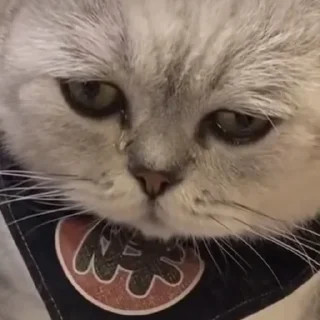 Sticker Больше стиков тут: @stikery4 - 9