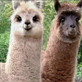 Sticker Больше стиков тут: @stikery4 - 10