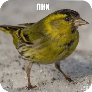 Sticker Первый бл - 0