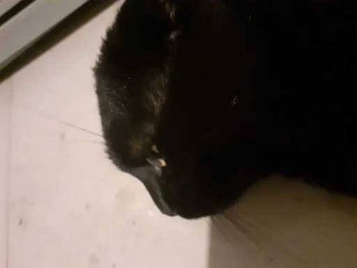 black cat black mammal