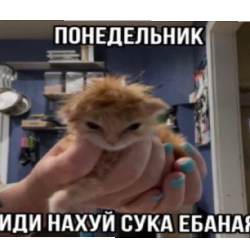 Стикер AgroNepomniByNePomni228 - 1