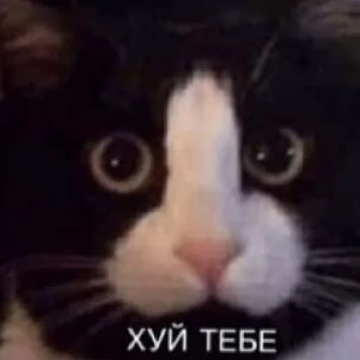 Sticker AgroNepomniByNePomni228 - 1