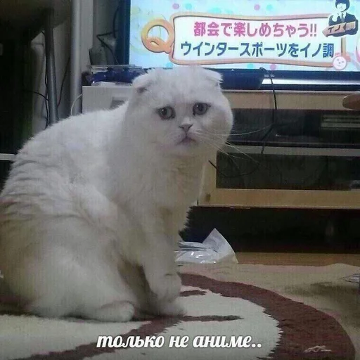 domestic cat animal mammal