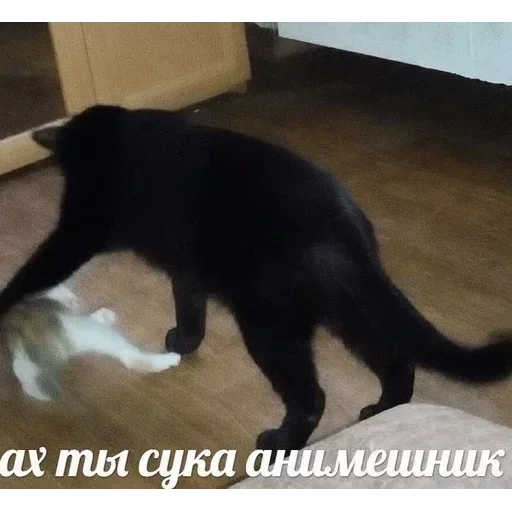 mammal animal small to medium-sized cats