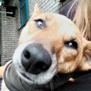 Sticker Ахуеть ахуеть - 2