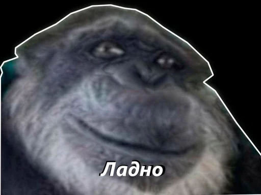 животное млекопитающее примат