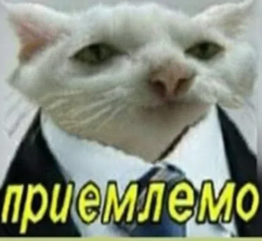 СМС млекопитающее животное