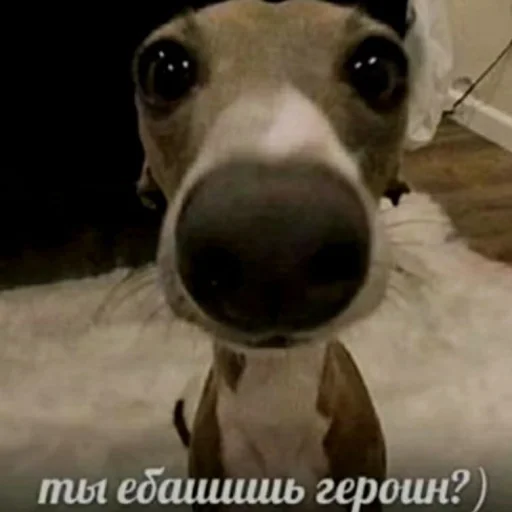 Sticker собака :: @fStikBot - 6