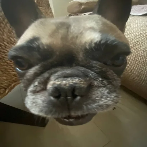 Sticker собака :: @fStikBot - 0