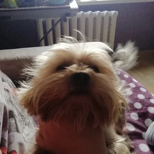 pet indoor dog breed