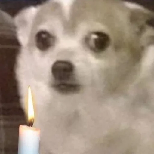 Ахуй :: @fStikBot - cartoon