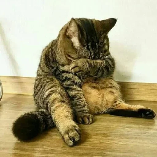 Аки by @fStikBot - СМС