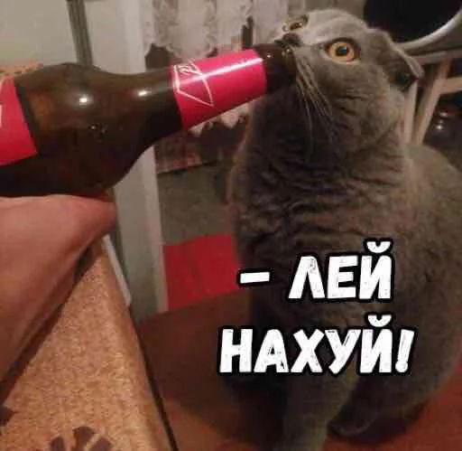 СМС кошка безалкогольный напиток