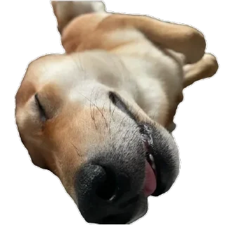 Sticker Akinator - 10