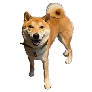 Sticker Akinator - 7