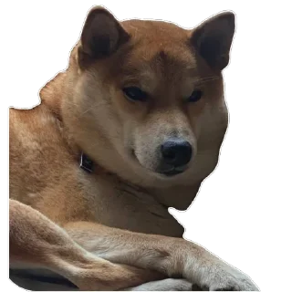 Sticker Akinator - 8