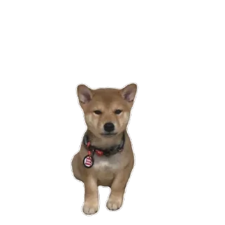 Sticker Akinator - 2