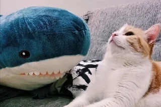 Стикер Акулка mood - 4