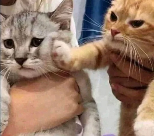 Стикер бб :: @fStikBot - 5