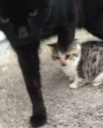 Стикер бб :: @fStikBot - 2