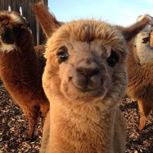 Стикер К🖤 - 10