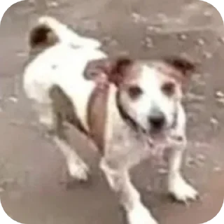 Sticker essa party - 3